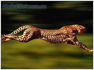 Гепард самый быстрый зверь. Видео фото