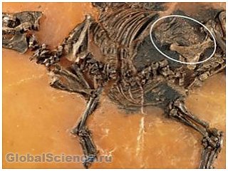Найдены останки первобытной лошади и ее неродившегося детеныша