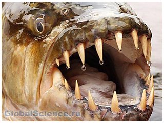 Самые страшные рыбы в мире. Фото