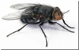 Ученые нашли в голове у мухи биологические термодатчики