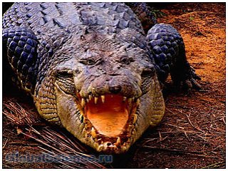 Житель Уганды убил крокодила, съевшего его жену
