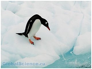 Существующий климат нравиться пингвинам