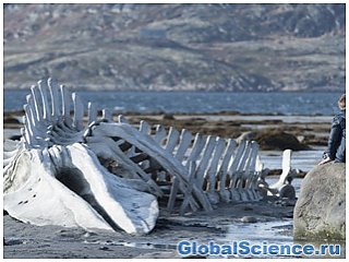 По скелету кита ученые определили поднятие восточно африканского плато