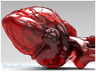 Медики обнаружили в тканях сердца необычный рецептор