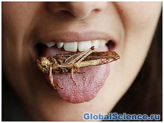 Британские ученые рекомендуют есть насекомых