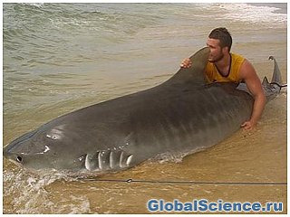 Молодой человек сумел поймать тигровую акулу голыми руками