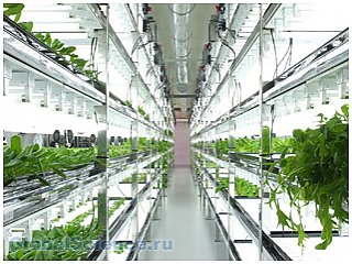 Высокие технологии изменят процесс выращивания салатов