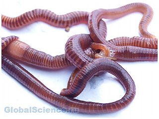 Ученым из США удалось поменять сексуальную ориентацию червей