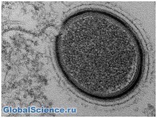 Ученые воскресят доисторический вирус, найденный в сибирской вечной мерзлоте