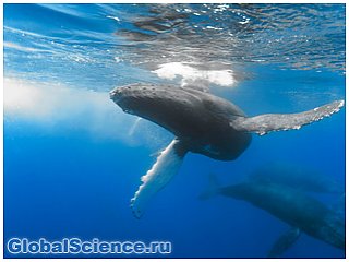 Группа редчайших в мире китов найдена у берегов Мадагаскара