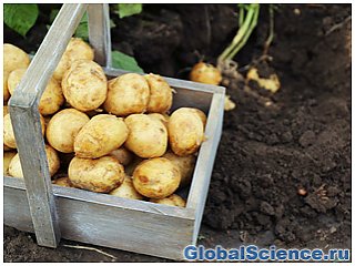NASA планирует выращивать на Марсе картофель