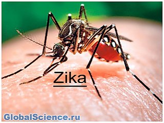 ВОЗ: география вируса Зика может расшириться