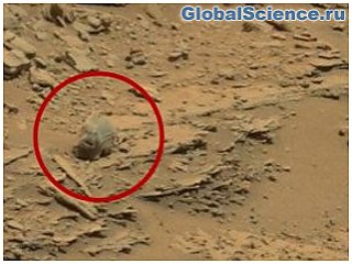 Уфологи «нашли» на Марсе череп пришельца-йети