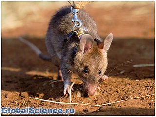 Генетики США вывели крыс способных находить взрывчатку