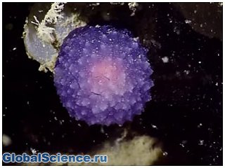 Ученые засняли таинственную светящуюся сферу на дне океана