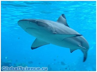 Ученые: кровь акул может помочь в борьбе с раком