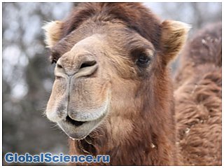 Ученые нашли в теле верблюдов лекарство от рака