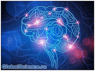 Учёные: Человек может жить и без 90% мозга