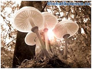 NASA рассказало, для чего использует грибы из Чернобыля