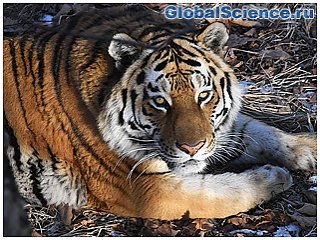 Discovery Channel и WWF спасают амурских тигров