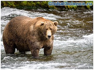 Изучение популяций медведей гризли в Аляске помогает сохранению их среды обитания