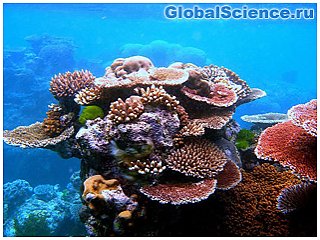 Новые подходы и технологии в восстановлении коралловых рифов