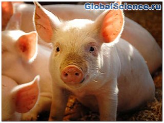 Ненаблюдаемые резервуары вируса  гриппа типа A у свиней могут  представлять потенциальные проблемы  с предупреждением об эпидемии в  ранней стадии