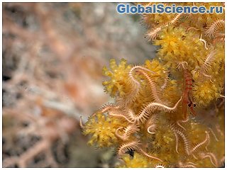 У Галапагосских островов обнаружили корраловый риф