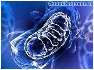 Митохондрии выбрасывают свою ДНК в клетки нашего мозга