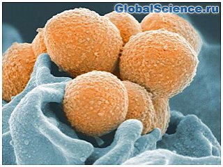 Учёные объяснили рост тяжёлых инфекций, вызываемых Streptococcus