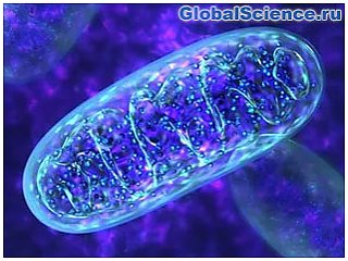 Учёные обнаружили роль митохондрий в формировании памяти