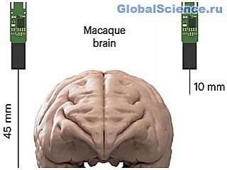 Новая версия зонда Neuropixels позволяет записывать активность тысяч нейронов в мозге приматов с беспрецедентной точностью