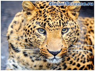 Как животные получают свои «совершенно несовершенные» пятна и полосы