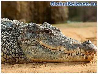 В Египте обнаружен древний «крокодил с длинной мордой», который переписывает эволюцию рептилий