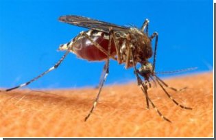 Боротьба з малярією: вчені навчилися скорочувати життя москітів вдвічі 