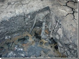 У Лос-Анджелесі знайдено велике поховання скам&#39;янілостей льодовикового періоду 
