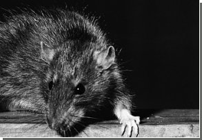 Городские крысы предпочитают постоянное место жительства