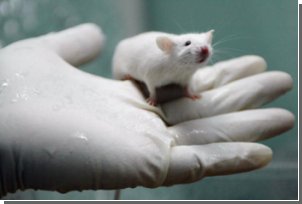 Искусственно выращенные легкие спасут тысячи лабораторных крыс