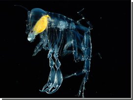 Найдены новые формы жизни на глубине 3,5 км!