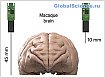 Новая версия зонда Neuropixels позволяет записывать активность тысяч нейронов в мозге приматов с беспрецедентной точностью